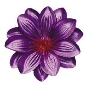 Crocus 1