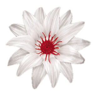 Crocus 2