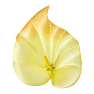 Cală Mijlocie