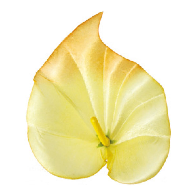 Cală Mijlocie, galben k122 — en-gros